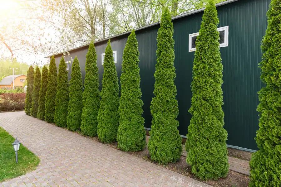 Reliable Landscaping Contractor in Redwood City, CA