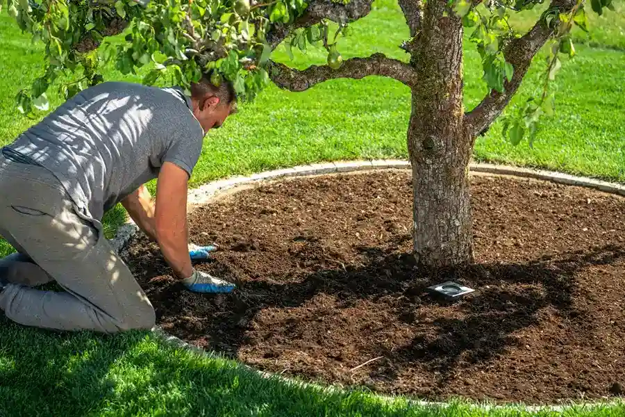 Tree Services